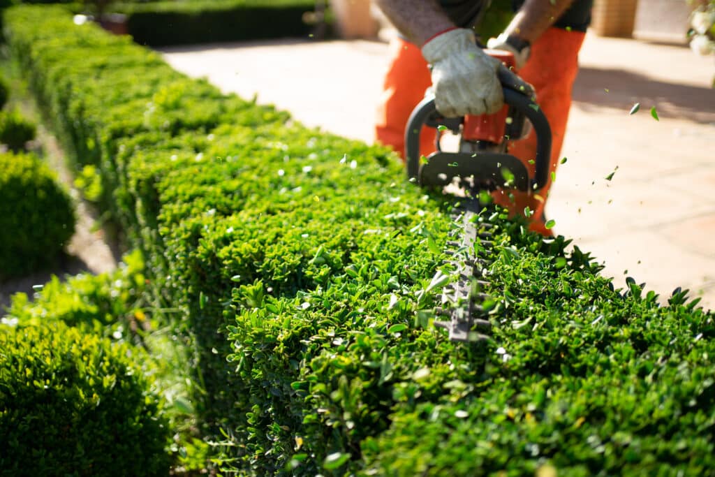 landscape maintenance and Shrub trimming work